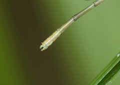 Agriocnemis dobsoni