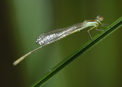 Agriocnemis dobsoni