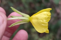Oenothera