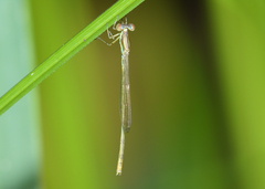Agriocnemis dobsoni