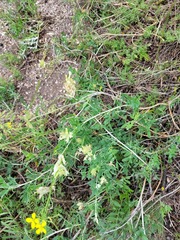 Astragalus albicaulis