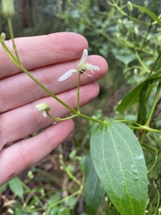 Clematis glycinoides