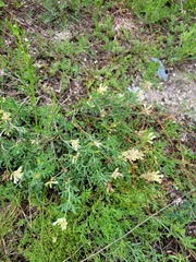 Astragalus albicaulis