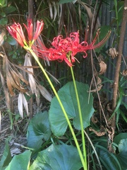 Lycoris radiata