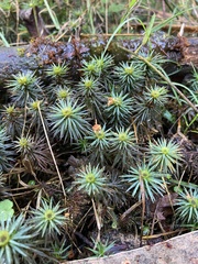 Dawsonia
