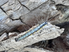 Uresiphita