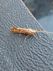 Limnephilus marmoratus