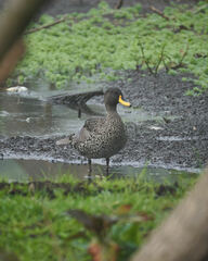 Anas undulata undulata