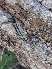 Uresiphita