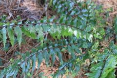 Asplenium polyodon