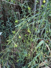 Osyris alba