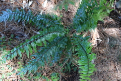 Asplenium polyodon