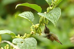 Selasphorus flammula