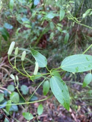 Clematis glycinoides
