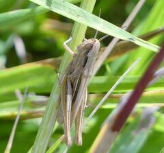 Euchorthippus elegantulus