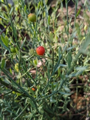 Osyris alba