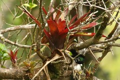 Tillandsioideae