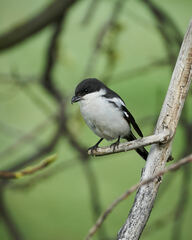 Lanius collaris collaris