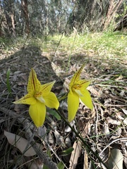 Caladenia flava