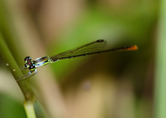 Agriocnemis dobsoni
