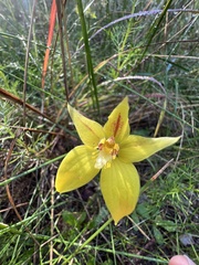 Caladenia flava