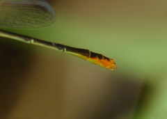 Agriocnemis dobsoni