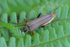 Stenocorus meridianus