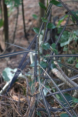 Pseudopanax crassifolius
