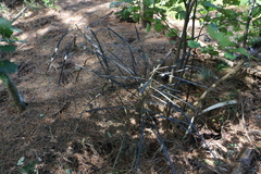 Pseudopanax crassifolius