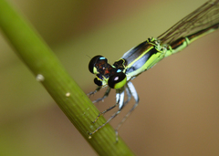 Agriocnemis dobsoni