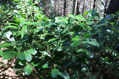 Corynocarpus laevigatus