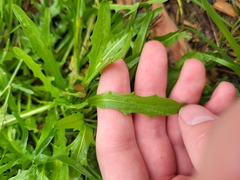 Crepis capillaris