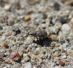 Calomycterus setarius