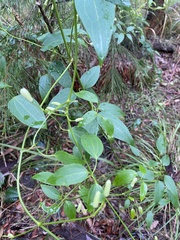 Clematis glycinoides