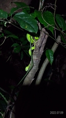 Trimeresurus stejnegeri