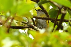 Phainoptila melanoxantha