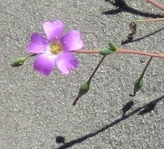 Calandrinia