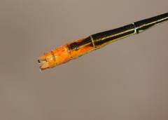 Agriocnemis dobsoni