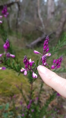 Comesperma ericinum