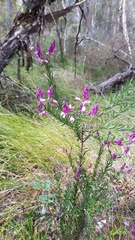 Comesperma ericinum