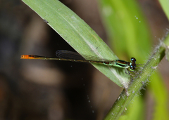 Agriocnemis dobsoni