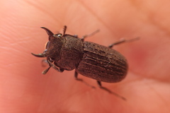 Velutinodorcus carinulatus