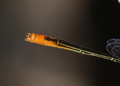 Agriocnemis dobsoni