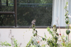 Rhipidura fuliginosa placabilis