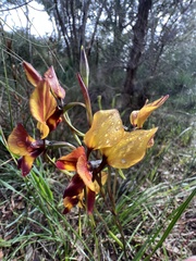 Diuris magnifica