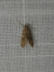 Hygraula nitens