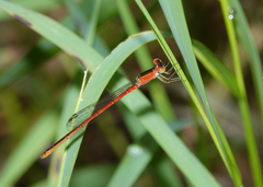 Agriocnemis dobsoni