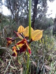 Diuris magnifica