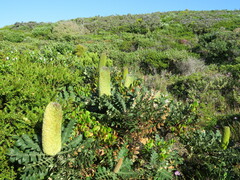 Banksia grandis