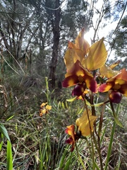 Diuris magnifica